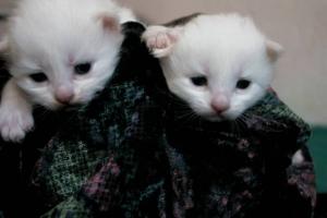 post-198685-1253764547,09_thumb.jpg