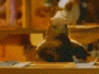 post-7810-1228588855_thumb.gif