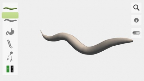 Цифровият червей OpenWorm: проект за създаване на виртуален жив организъм