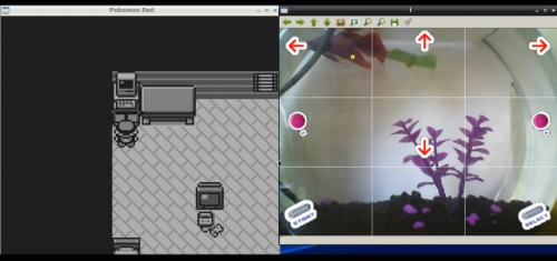 Вижте как една златна рибка играе Pokémon Red