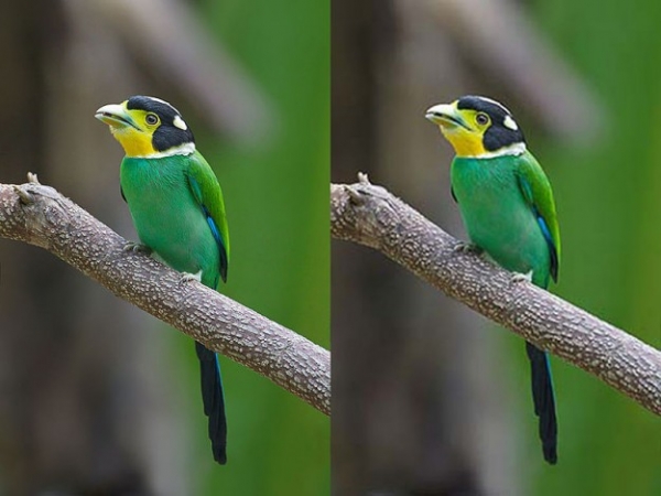MozJPEG 3.0:    JPEG 