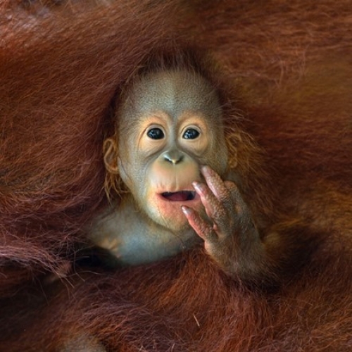 Обявиха носителите на наградата 2014 Sony World Photography