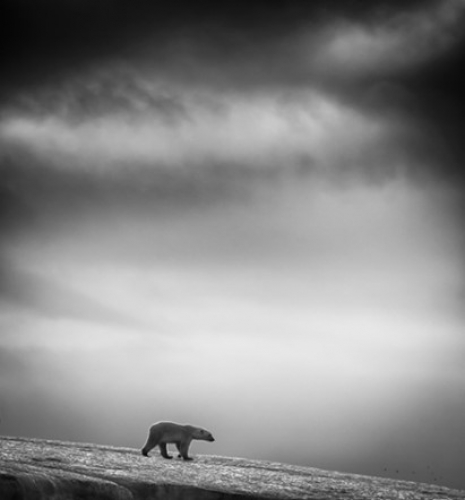 Обявиха носителите на наградата 2014 Sony World Photography