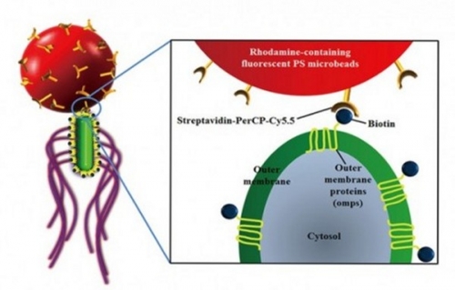 Bacteriobot: корейски нанороботи за борба с рака