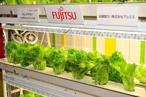 Един от заводите на Fujitsu започна производството на маруля вместо чипове