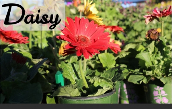 Daisy: електронен прибор за любителите на флората