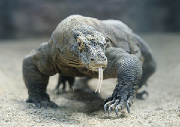 Komodo 8: новият световен шампион по шах