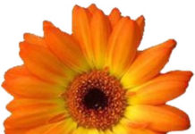Artweaver Free 8.1.5