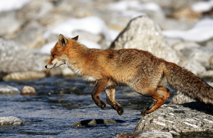 Red fox (Vulpes vulpes) jumping over river in winter. (Photo by: Arterra/UIG via Getty Images)