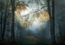 Двойна победа за български фотограф в 2018 Sony World Photography Awards