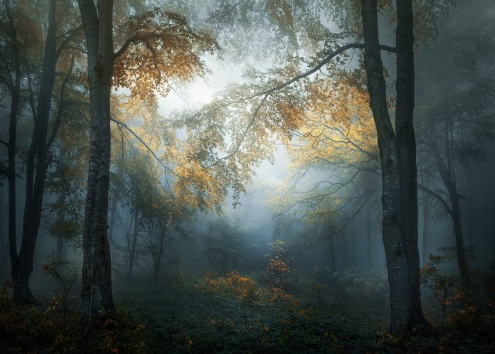 2347_4831_VeselinAtanasov_Bulgaria_Open_LandscapeNature2018Opencompetition_2018 Петима български фотографа получиха признание от Sony World Photography Awards