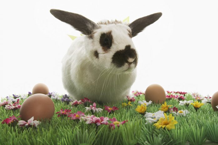Rabbit with bows on Easter meadow Невронна мрежа се опитва да пише първоаприлски шеги