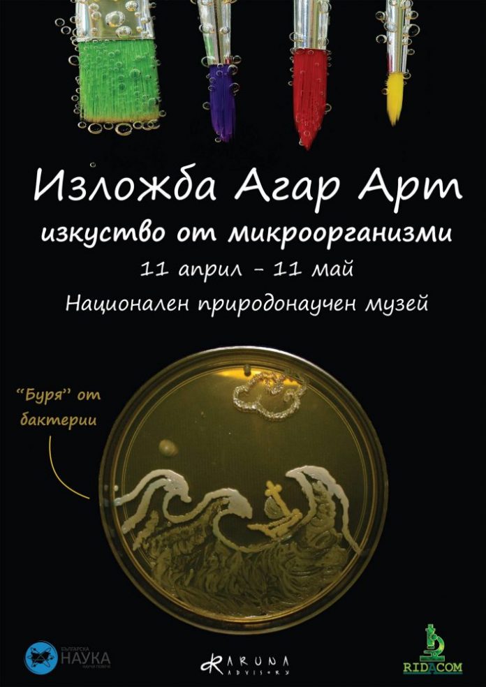 Учени създават изкуство с микроби и бактерии – изложбата „Агар Арт“