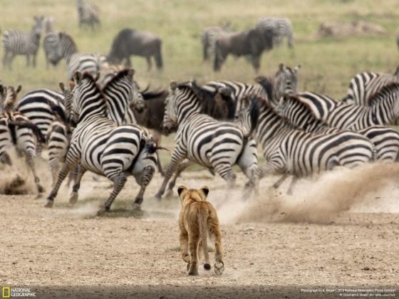 Във фотографския конкурс на National Geographic победи снимката на последствията от дизелгейта