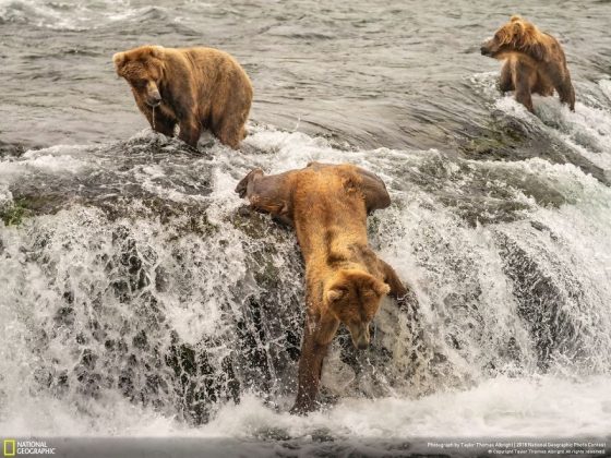 Във фотографския конкурс на National Geographic победи снимката на последствията от дизелгейта