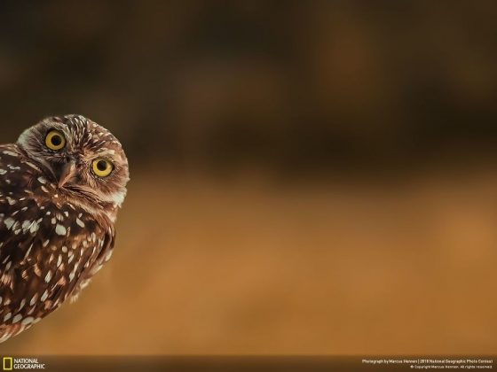 Във фотографския конкурс на National Geographic победи снимката на последствията от дизелгейта
