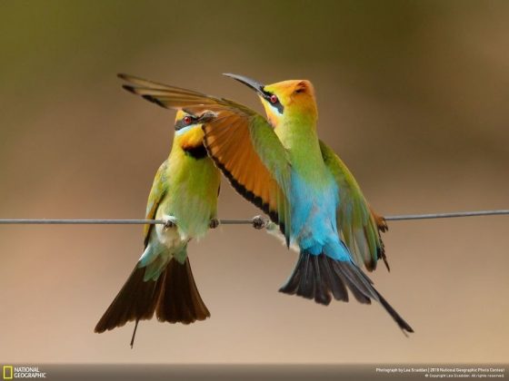 Във фотографския конкурс на National Geographic победи снимката на последствията от дизелгейта