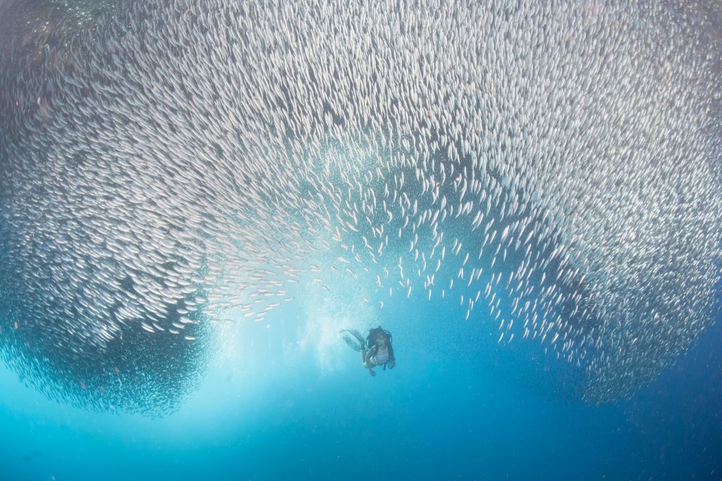 Професионални фотографи дават висока оценка на влиянието, което Sony World Photography Awards оказва върху техните кариери