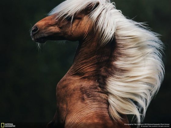 Във фотографския конкурс на National Geographic победи снимката на последствията от дизелгейта