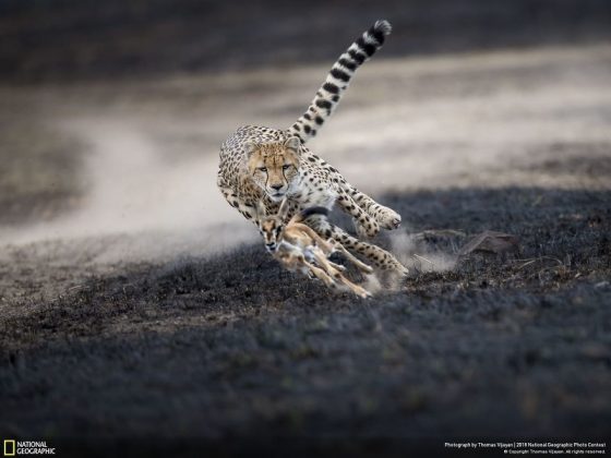 Във фотографския конкурс на National Geographic победи снимката на последствията от дизелгейта