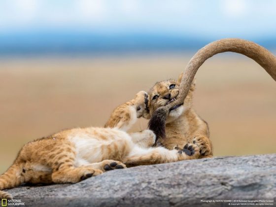 Във фотографския конкурс на National Geographic победи снимката на последствията от дизелгейта