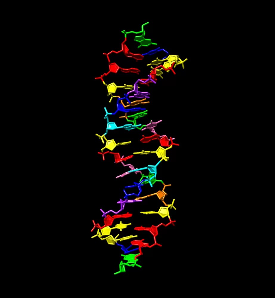 Four new DNA letters double life’s alphabet Четири нови букви в ДНК удвояват генетичната азбука на живота
