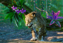 Анонс на ново допълнение към Planet Zoo