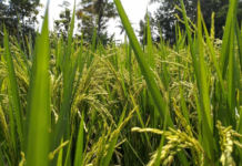 Учени редактираха генетичния код на сорт ориз, за да го спасят от бактериално унищожение