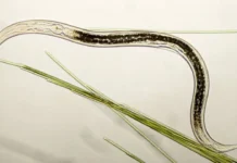Новоразработени паразитни червеи могат да убиват ракови клетки