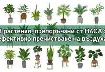 18-те растения, препоръчани от НАСА за естествена филтрация на въздуха в дома и офиса