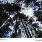Huawei P60 Pro – премиум фото флагман с уникален дизайн