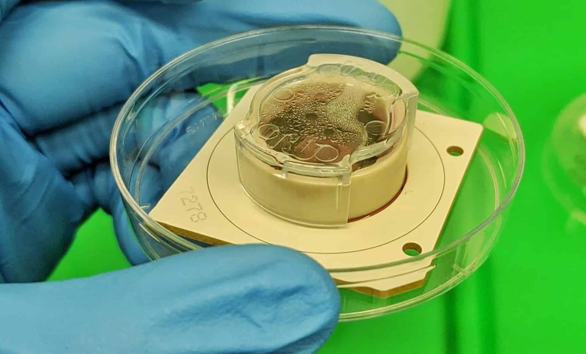 Cortical Labs: „Биокомпютърът с човешки мозъчни клетки има способността да усеща“