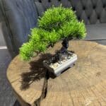 Apple iPhone 15 Plus: Голям екран и рекордно дълъг живот на батерията