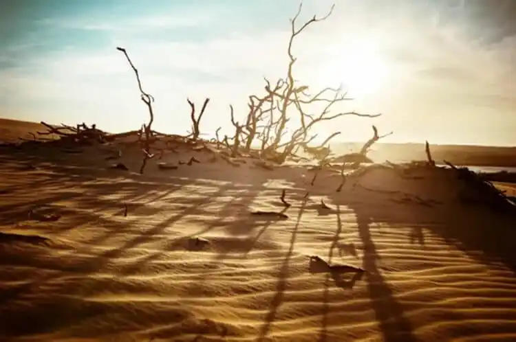 Учените идентифицираха 14 еволюционни капана за човечеството. Може ли нашата цивилизация да оцелее?