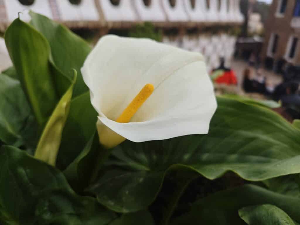 Ето как снима Xiaomi 14 (галерия със снимки)