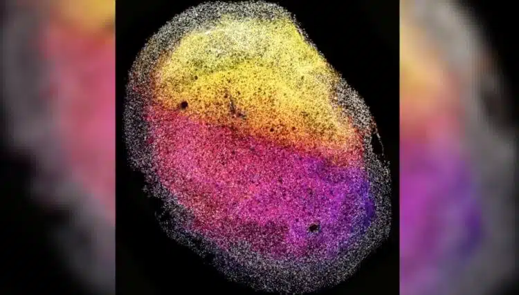 7 човешки органа, които учените могат да отгледат в лабораториите