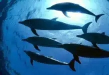 Изкуственият интелект се учи да „говори“ с животни