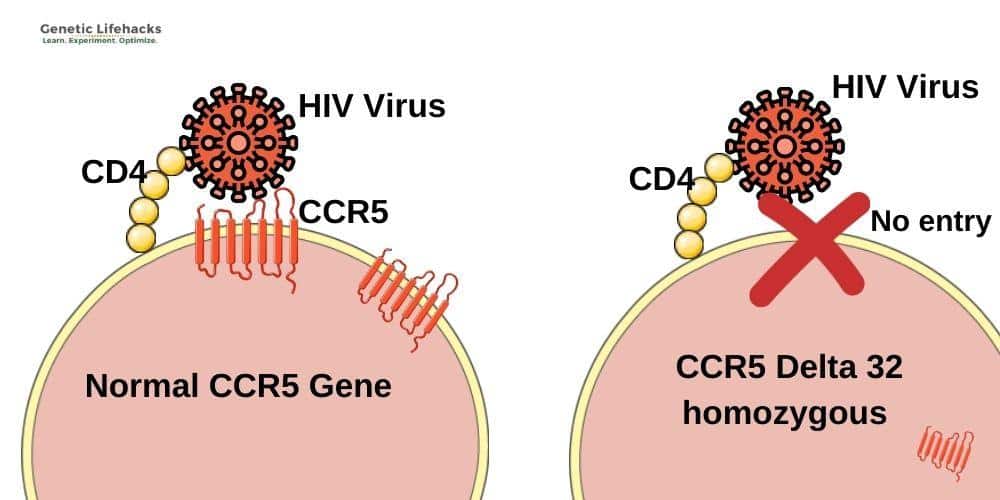 След трансплантация на костен мозък: пациент с HIV живее без вирус и без лечение