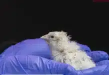 Учени твърдят, че са създали изкуствено яйце, за да съживят изчезнали птици: от него са се излюпили 26 пилета