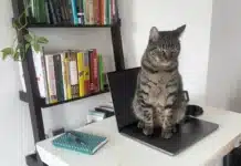 Cats Lock е забавна програма, която пази клавиатурата на вашия MacBook от котки