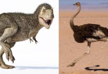 T-Rex никога не е изглеждал като този от Jurassic Park: учените разбиха най-големия мит за динозаврите