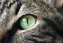 Нова камерна система ни позволява да видим света през очите на животните – ето как работи тя