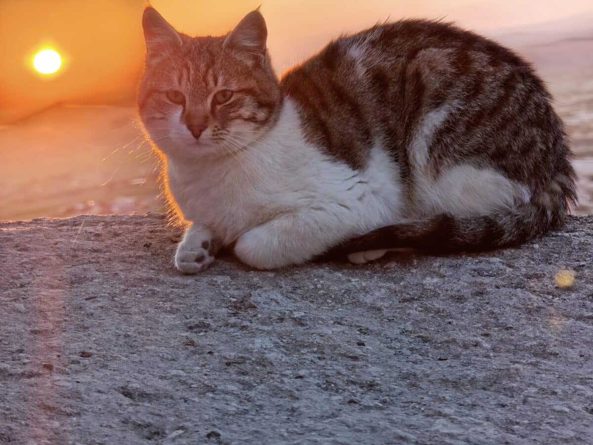 Xiaomi 17T: Телефонът, който намери точния баланс между цена и възможности