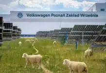 Volkswagen нае стадо от 100 овце, за да се бори с растителността в соларната си ферма